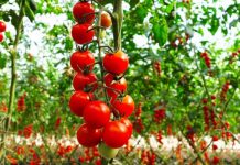 Domatja, frut apo perime? E vërteta që nuk e dinim, çfarë thonë ekspertët