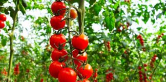 Shifra rekord, Shqipëria prodhon 144 milionë euro domate në vit