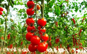 Domatja, frut apo perime? E vërteta që nuk e dinim, çfarë thonë ekspertët