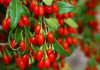 “Goji Berry”, fruti i rrallë i Shqipërisë. Nisin eksportet drejt Europës