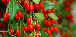 “Goji Berry”, fruti i rrallë i Shqipërisë. Nisin eksportet drejt Europës