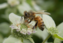 Shkencëtarët entuziastë: Helmi i bletëve vret kancerin e gjirit