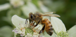 Shkencëtarët entuziastë: Helmi i bletëve vret kancerin e gjirit