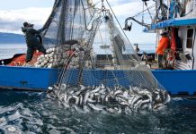 1.5 milionë euro grant për rinovimin e anijeve të peshkimit