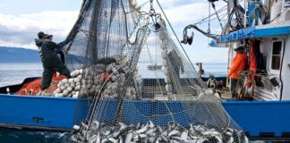 1.5 milionë euro grant për rinovimin e anijeve të peshkimit