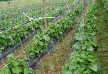 Prodhojnë ‘Kornishon’, 230 fermerë në Fier kontrata ekskluzive për eksport në Austri