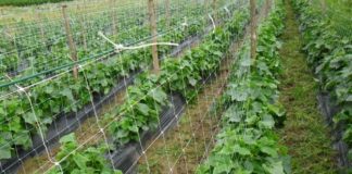 Prodhojnë ‘Kornishon’, 230 fermerë në Fier kontrata ekskluzive për eksport në Austri