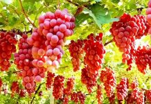 Stina e frutave/ Njihuni me vlerat e jashtëzakonshme për shëndetin të rrushit të kuq