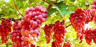 Stina e frutave/ Njihuni me vlerat e jashtëzakonshme për shëndetin të rrushit të kuq