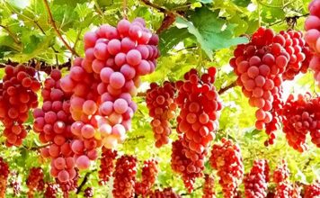 Stina e frutave/ Njihuni me vlerat e jashtëzakonshme për shëndetin të rrushit të kuq