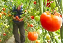 6.4 miliardë lekë eksporte në 6 muaj, 112 mijë tonë fruta-perime ‘Made in Albania’ kalojnë kufijtë