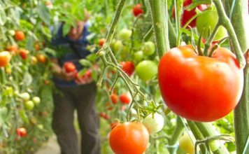 6.4 miliardë lekë eksporte në 6 muaj, 112 mijë tonë fruta-perime ‘Made in Albania’ kalojnë kufijtë