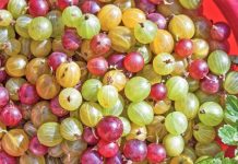 Rritet në malet shqiptare/ A keni dëgjuar për rrushin e dhelprës, ja vlerat e rralla për shëndetin