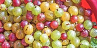 Rritet në malet shqiptare/ A keni dëgjuar për rrushin e dhelprës, ja vlerat e rralla për shëndetin