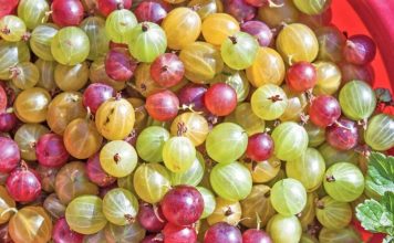 Rritet në malet shqiptare/ A keni dëgjuar për rrushin e dhelprës, ja vlerat e rralla për shëndetin