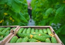 Produket ‘Made in Albania’, tjetër rekord eksportesh drejt Zvicrës, Austrisë dhe Italisë