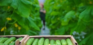 Produket ‘Made in Albania’, tjetër rekord eksportesh drejt Zvicrës, Austrisë dhe Italisë