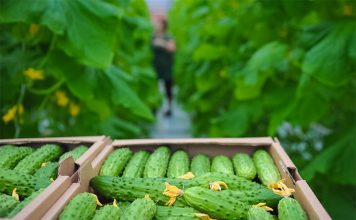 Produket ‘Made in Albania’, tjetër rekord eksportesh drejt Zvicrës, Austrisë dhe Italisë