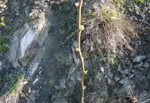 Mbillen 20 mijë pemë të reja në zonat e mbrojtura Bunë-Velipojë, Qafshtamë dhe Lurë