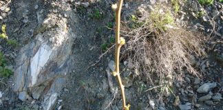 Mbillen 20 mijë pemë të reja në zonat e mbrojtura Bunë-Velipojë, Qafshtamë dhe Lurë