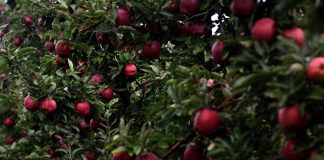 FOTOT/ Mollët e Dibrës dhe historia frymëzuese e Vehipit, që ka ngritur një sipërmarrje model