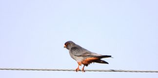 Zbulohet për herë të parë në Shqipëri “fjetorja” e skifterit këmbëkuq (FALCO VESPERTINUS)