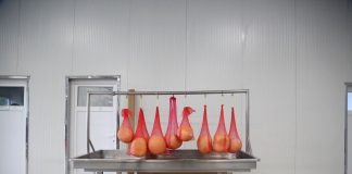 FOTOT/ Sakipi dhe Shemsiu, babë e bir, mjeshtrat e djathit dhe sipërmarrësit model