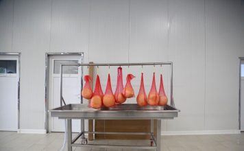 FOTOT/ Sakipi dhe Shemsiu, babë e bir, mjeshtrat e djathit dhe sipërmarrësit model