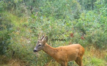 FOTOT/ Nga macja e egër tek kaprolli dhe kunadhja, kamerat kurth surprizojnë sërish