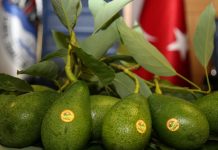 Avokado, pema e re frutore e parcelave shqiptare. Ja si ta mbillni