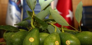 Avokado, pema e re frutore e parcelave shqiptare. Ja si ta mbillni