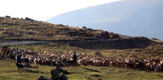 Nga veriu në jug, të dhënat e prodhimit blegtoral në Shqipëri. Ja qarqet me më shumë ferma dhe si ndahet prodhimi