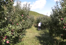 Kultivuesi i mollëve/ Fermeri që investoi në Bulqizë, pas kthimit nga Italia