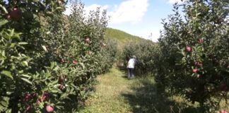 Kultivuesi i mollëve/ Fermeri që investoi në Bulqizë, pas kthimit nga Italia