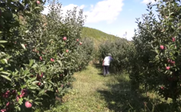 Kultivuesi i mollëve/ Fermeri që investoi në Bulqizë, pas kthimit nga Italia