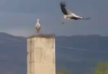 FOTOT/ Pas 50 vitesh, rikthehet folezimi i lejlekut në fushën e Maliqit