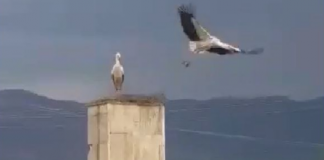 FOTOT/ Pas 50 vitesh, rikthehet folezimi i lejlekut në fushën e Maliqit