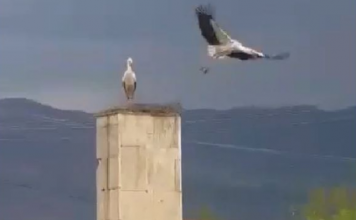 FOTOT/ Pas 50 vitesh, rikthehet folezimi i lejlekut në fushën e Maliqit