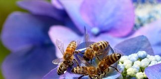 Bletët, më produktive gjatë pandemisë/ Cili është qarku që “dominon” tregun e mjaltit në Shqipëri?