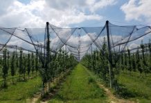 Ndihma e SHBA në sektorin e bujqësisë, 150 vende të reja pune në agrobiznese