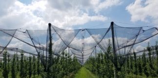 Ndihma e SHBA në sektorin e bujqësisë, 150 vende të reja pune në agrobiznese