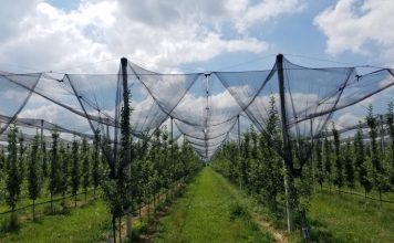 Ndihma e SHBA në sektorin e bujqësisë, 150 vende të reja pune në agrobiznese