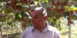 VIDEO/ Dy vëllezërit nga Belshi kultivojnë për herë të parë kivi në zonën e Dumresë