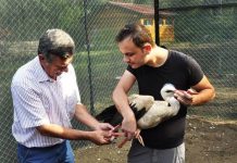 FOTOT/ Divjakë, unazim i shpendëve përpara se të lihen të lirë pas trajtimit