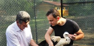 FOTOT/ Divjakë, unazim i shpendëve përpara se të lihen të lirë pas trajtimit