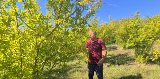 Histori suksesi/ Ahmeti, kultivuesi i shegëve në kufi me Malin e Zi (VIDEO)