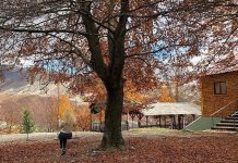 Udhëtim në pyllin e gështenjave shekullore të Reçit, ku vjeshta është ulur këmbëkryq