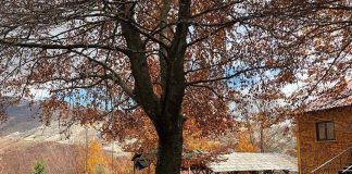 Udhëtim në pyllin e gështenjave shekullore të Reçit, ku vjeshta është ulur këmbëkryq