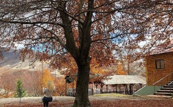 Udhëtim në pyllin e gështenjave shekullore të Reçit, ku vjeshta është ulur këmbëkryq