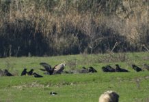 FOTOT/ Vrojtimi i shkabës (Gyps fulvus) në peizazhin e mbrojtur lumi Buna-Velipojë